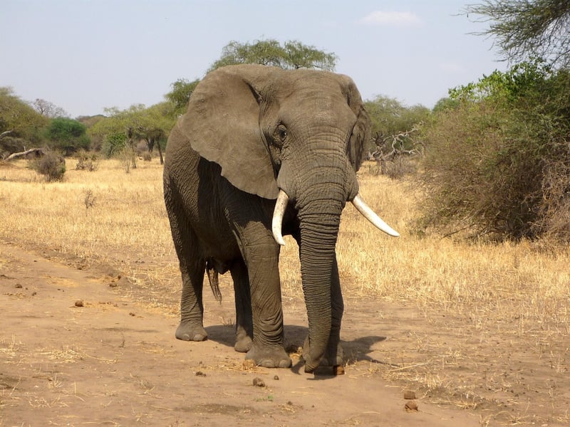 African Savannas