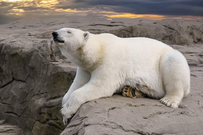 Polar Wildlife