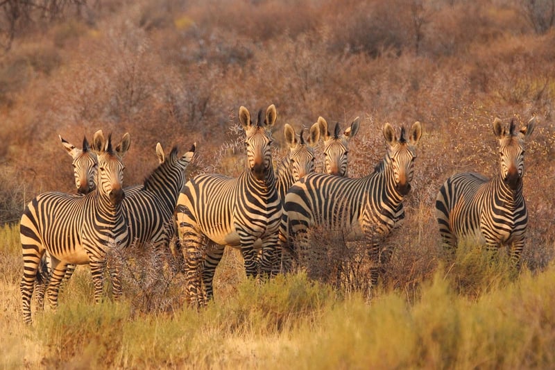 African Savanna