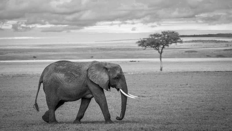 Wildlife in African Savanna