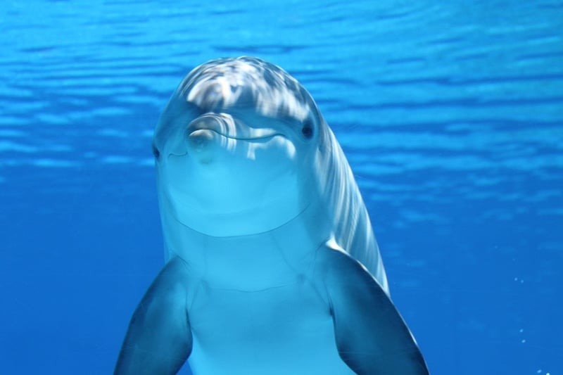 Dolphins in the Ocean