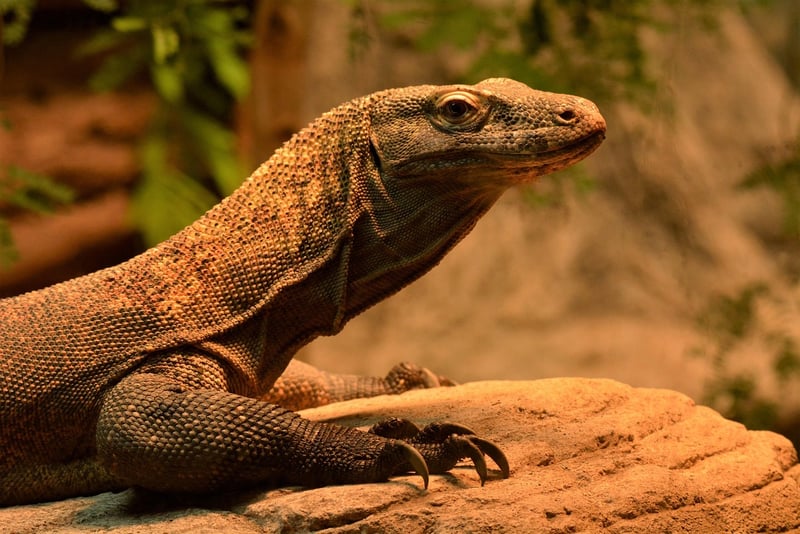 Komodo Dragon