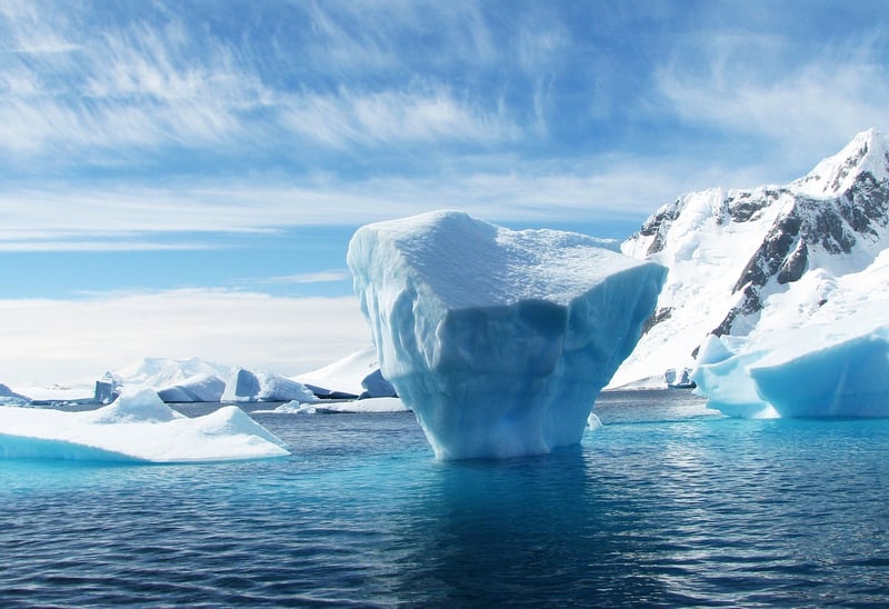 Polar Bear