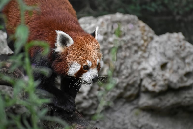 Red Panda