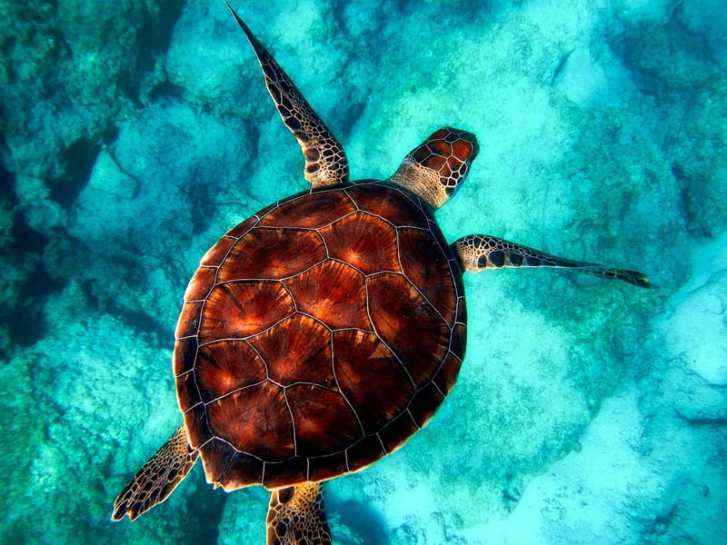 Underwater Diving
