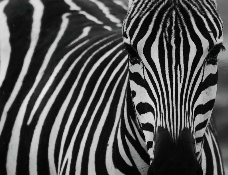 Zebra in African Savanna